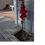 La Bougainvilla 巴古尔
